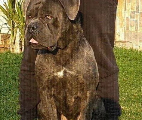 Cane corso puppies كلاب كين كورسو