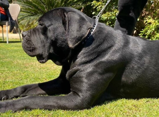 Cane corso puppies كلاب كين كورسو