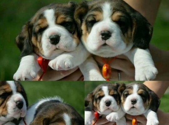 Best imported beagle puppies for sale, بيجل